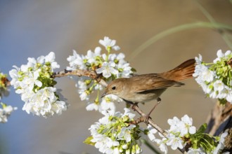 Nightingale (Luscinia megarhynchos) Germany