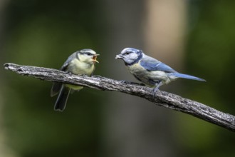 Blue tits (Parus caerulea), feeding young animals, Emsland, Lower Saxony, Germany, Europe