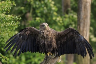 Eagle with wide open wings sitting in a forest, White-tailed Eagle (Haliaeetus albicilla), France,