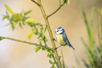 Blue tit (Parus caeruleus) Germany