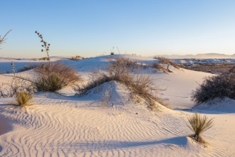 Gypsum dunefields at White Sands National Monument located within the Chihuahuan Desert and the