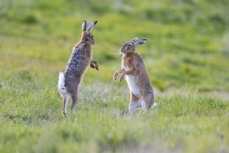 European hare (Lepus europaeus) Mating season Germany