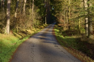 A narrow path, with autumn leaves, sun and shadow play of the trees, Buchen, Odenwald,
