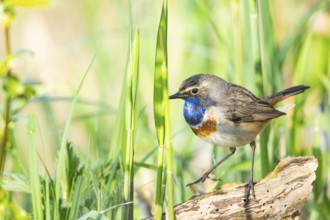 Bluethroat (Luscinia svecica cyanecula) ml Germany