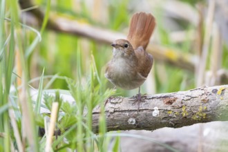 Nightingale (Luscinia megarhynchos) Germany
