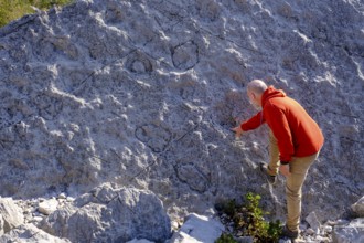 Dinosaur tracks, rockslide area, Marocche di Dro biotope, near Dro, Sarca Valley, Trentino, Italy,