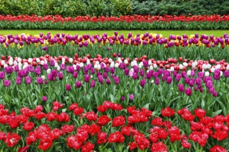 Different coloured tulips (Tulipa), colourful tulip bed, shades of red, Keukenhof gardens, Lisse,