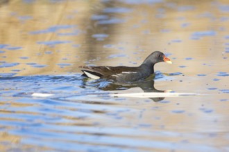 Moorhen (Gallinula chloropus) ml Germany