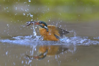Kingfisher (Alcedo atthis), taking off from the water with a fish in its beak, Lechauen, Bavaria,