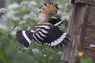 Hoopoe (Upupa epops) flies to the nesting box with captured mole cricket, Upper Spreewald,