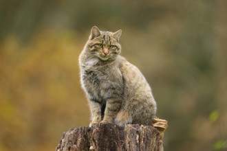European wildcat (Felis silvestris), on a tree stump with autumnal background, Germany, Europe