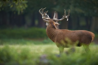 Red deer (Cervus elaphus), from behind with protruding antlers in the forest, Germany, Europe