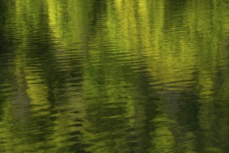 The water is green and rippling. The reflection of the trees is in the water. Vosges Mountains,