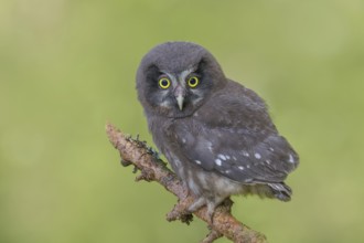 Great Horned Owl (Aegolius funereus), young bird sitting on a larch branch, wildlife, nature