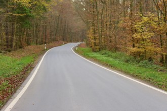 Asphalt road winds through autumn-coloured forest, Buchen, Odenwald, Neckar-Odenwald district,