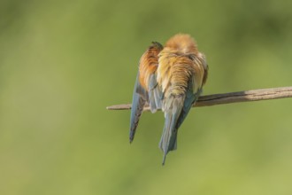 European bee-eater (Merops apiaster) on a branch during the breeding season in spring. Jechtingen,