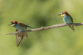 European bee-eater (Merops apiaster) on a branch during the breeding season in spring. Jechtingen,