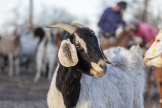 Domesticated goat livestock raised for meat producion on a ranch in Sonora, Texas, USA, North