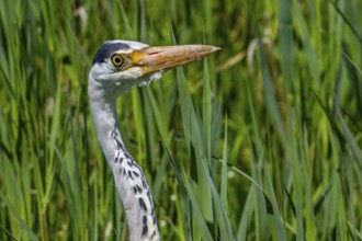 Grey heron (Ardea cinerea) close-up portrait of adult in spring