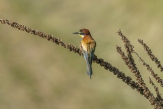 European bee-eater (Merops apiaster) on a branch during the breeding season in spring. Jechtingen,