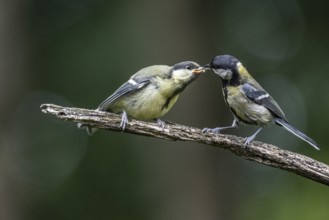 Great tits (Parus major), feeding young birds, Emsland, Lower Saxony, Germany, Europe