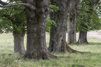 European beech (Fagus sylvatica), Hoge Veluwe, Gelderland, Netherlands