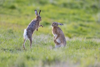 European hare (Lepus europaeus) Mating season Germany