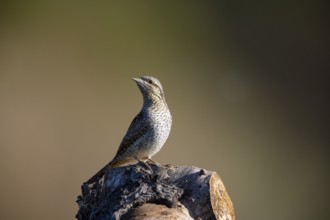 Eurasian wryneck (Jynx torquilla) Germany