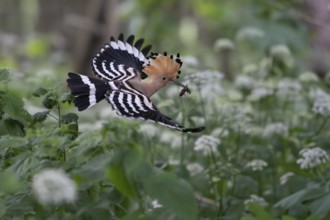 Hoopoe (Upupa epops) in flight with captured mole cricket, Upper Spreewald, Brandenburg, Germany,