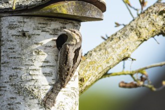 Eurasian wryneck (Jynx torquilla) Germany