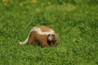 A skunk (Mephitis mephitis), tilts its head and looks curiously at the meadow, France, Europe