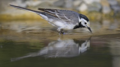 White wagtail (Motacilla alba), male bathing, biosphere reserve, Swabian Alb, Baden-Württemberg,