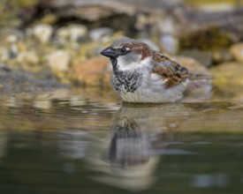 House sparrow (Passer domesticus), male bathing, biosphere reserve, Swabian Alb, Baden-Württemberg,