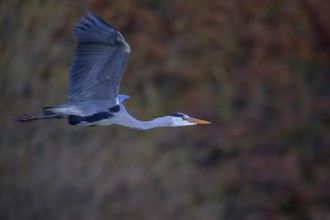 Grey heron (Ardea cinerea), adult heron in flight, evening light, Neckar valley, Baden-Württemberg,