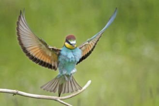 Bee-eater (Merops apiaster) newcomer to Saxony-Anhalt, blaze of colour, approaching, flying, wings