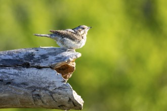 Eurasian wryneck (Jynx torquilla) Germany