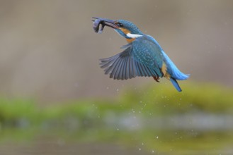 Kingfisher (Alcedo atthis), in flight with fish in its beak, Lechauen, Bavaria