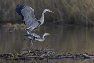 Grey heron (Ardea cinerea), adult heron and young bird copulating on a water lily root in front of