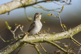Eurasian wryneck (Jynx torquilla) Germany