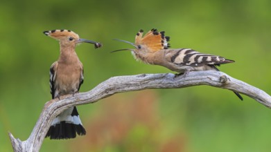 Hoopoe (Upupa epops) Bird of the Year 2022, male with food for his female, bridal gift, pair