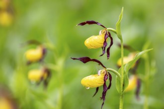 European lady's slipper (Cypripedium calceolus), orchid family (Orchidaceae), Upper Danube nature