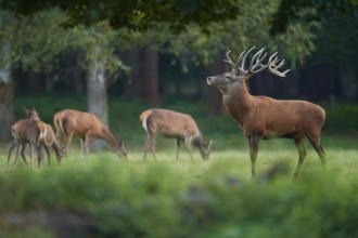Red deer (Cervus elaphus), group of red deer standing peacefully on a green meadow in the forest,
