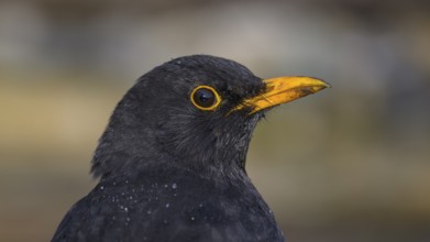 Blackbird (Turdus merula), male, animal portrait, biosphere reserve, Swabian Alb,
