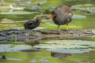 A common moorhen (Gallinula chloropus) provides food for its two-week-old young owl. Bas rhin,