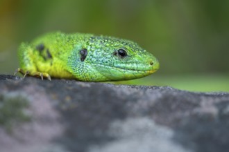 Western green lizard (Lacerta bilineata), animal portrait, resting on a stone of a dry stone wall,