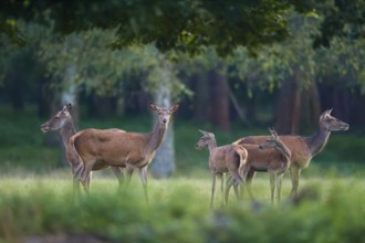 Red deer (Cervus elaphus), group of hinds, on a green forest meadow, penetrated by soft light,