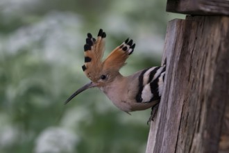 Hoopoe (Upupa epops) looking out of the nesting box, Oberspreewald, Brandenburg, Germany, Europe