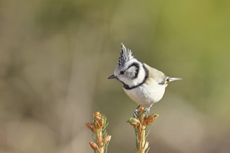 Crested Tit (Lophophanes scalloped ribbonfish), sitting on the top of a young spruce, European