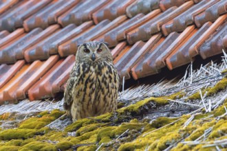 Eurasian eagle-owl, European eagle-owl (Bubo bubo) adult perched on roof of farm building