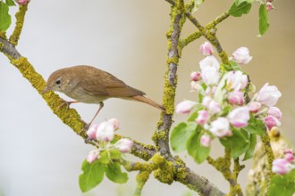 Nightingale (Luscinia megarhynchos) Germany